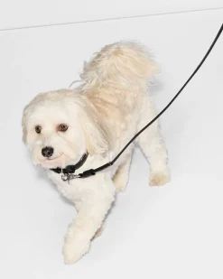Medium MZW Dog Collar|MZ Wallace Outlet